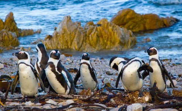 Stony-Point-penguins-Mark-Anderson